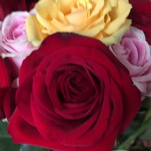 Meet your Posher, Donna